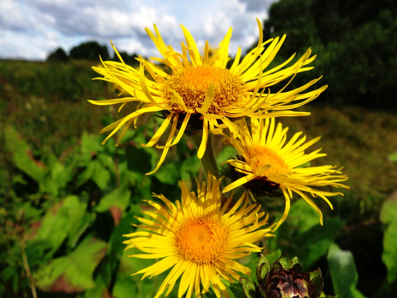 Девясил высокий (Inula Helenium)