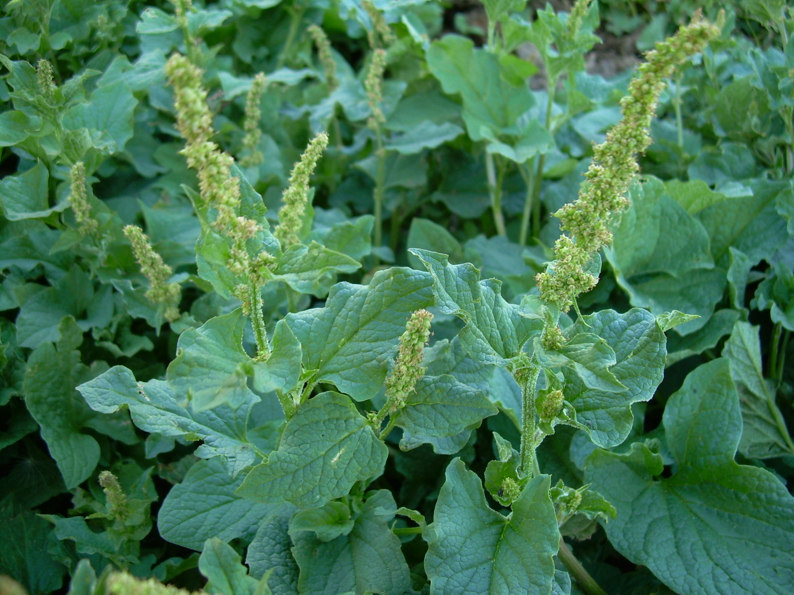 Chenopodium Anthelminticum