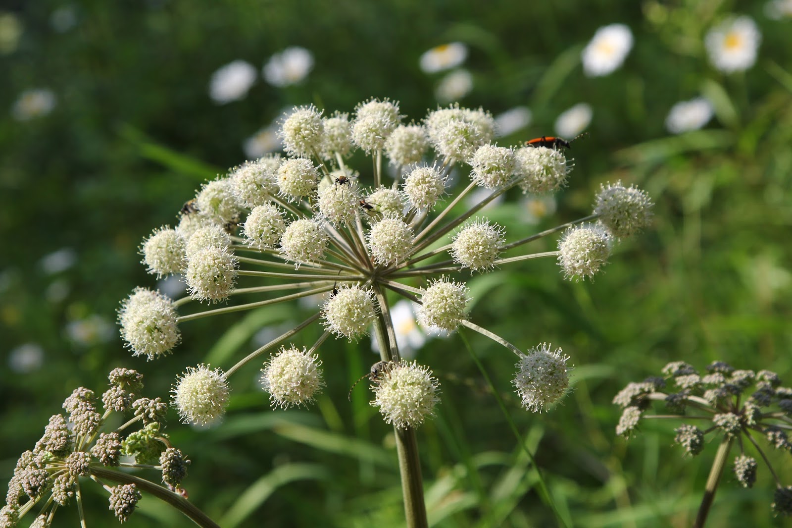 Дягиль – archangelica officinalis