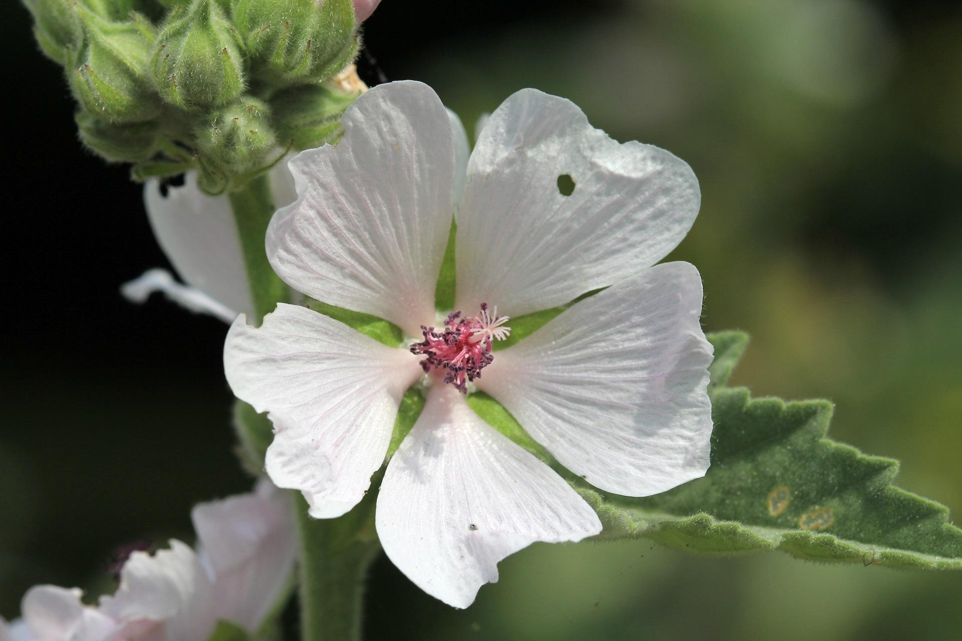 Алтей лекарственный (Althaea officinalis)