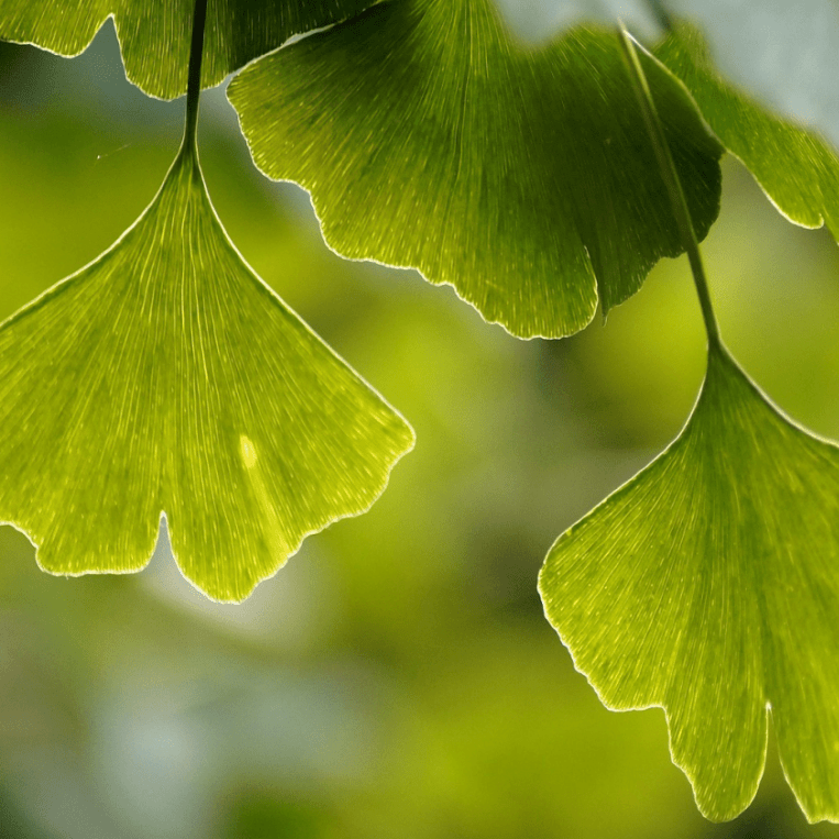 Фиточай «Гинкго билоба (листья)», 25г